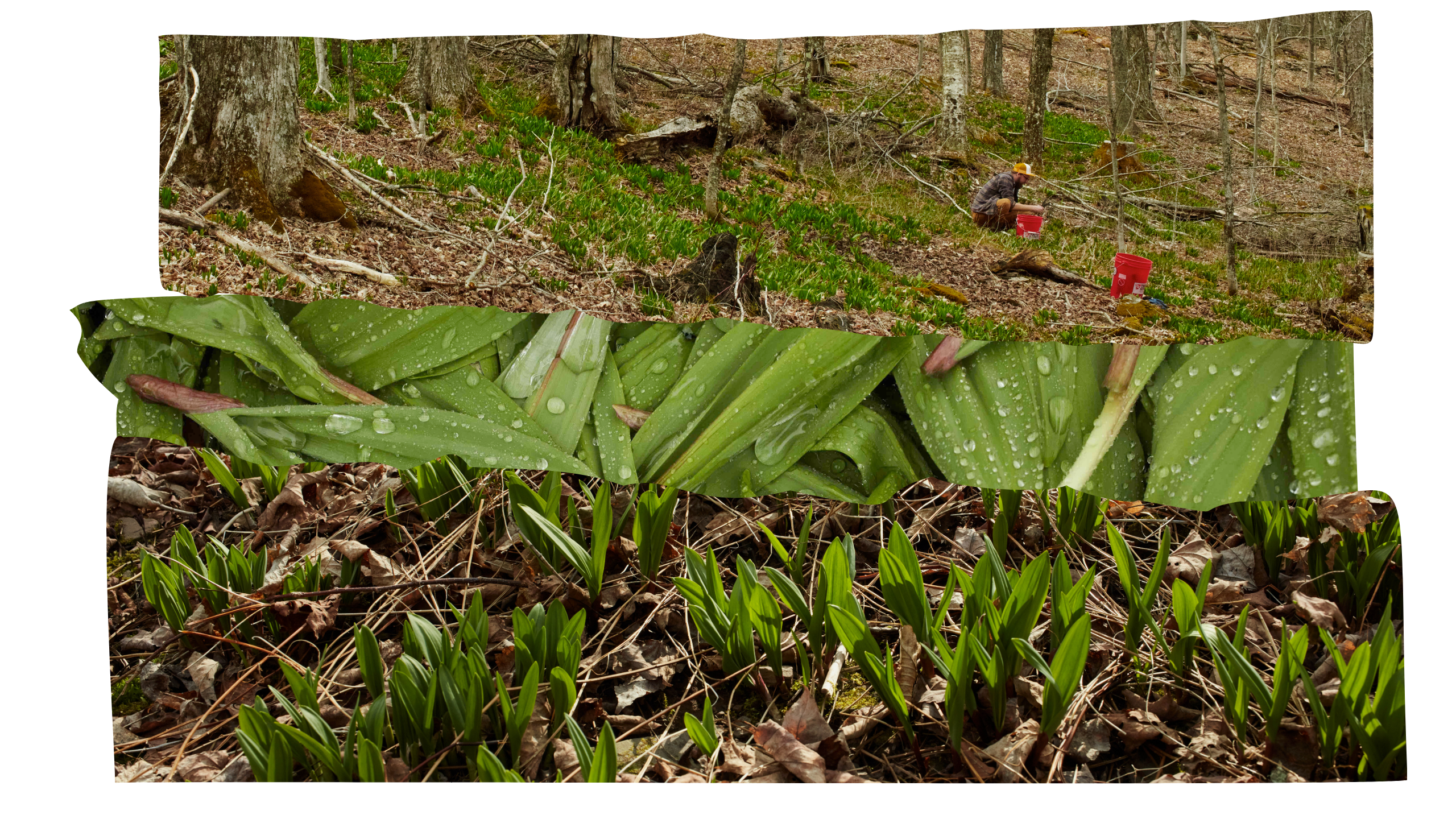 Ramp Gin Isolation Proof ramp-gin-isolation-proof